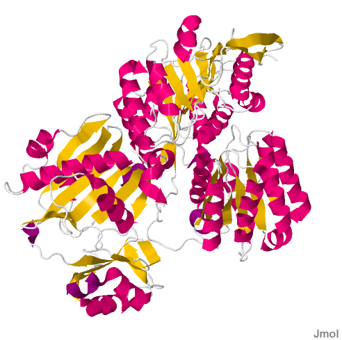 ATP citrate lyase